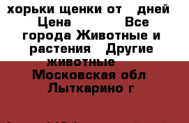 хорьки щенки от 35дней › Цена ­ 4 000 - Все города Животные и растения » Другие животные   . Московская обл.,Лыткарино г.
